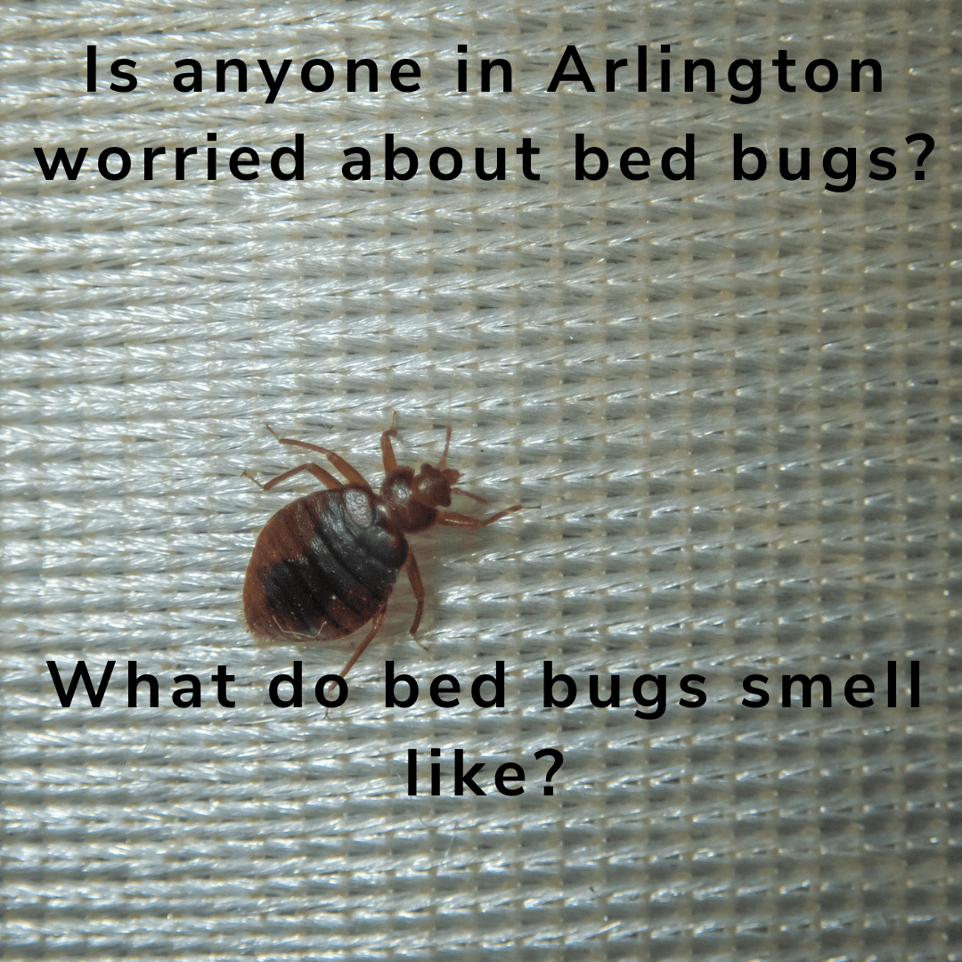 What do bed bugs smell like image of bed bug