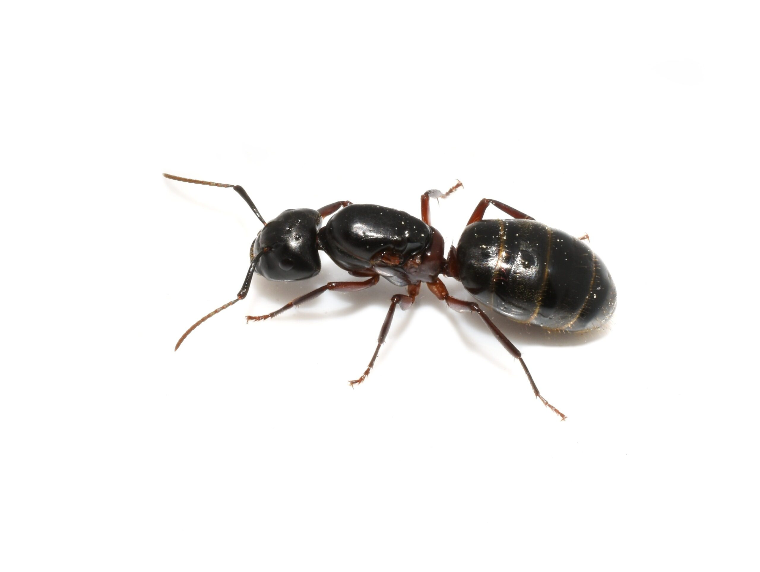 pest-guide-carpenter-ants