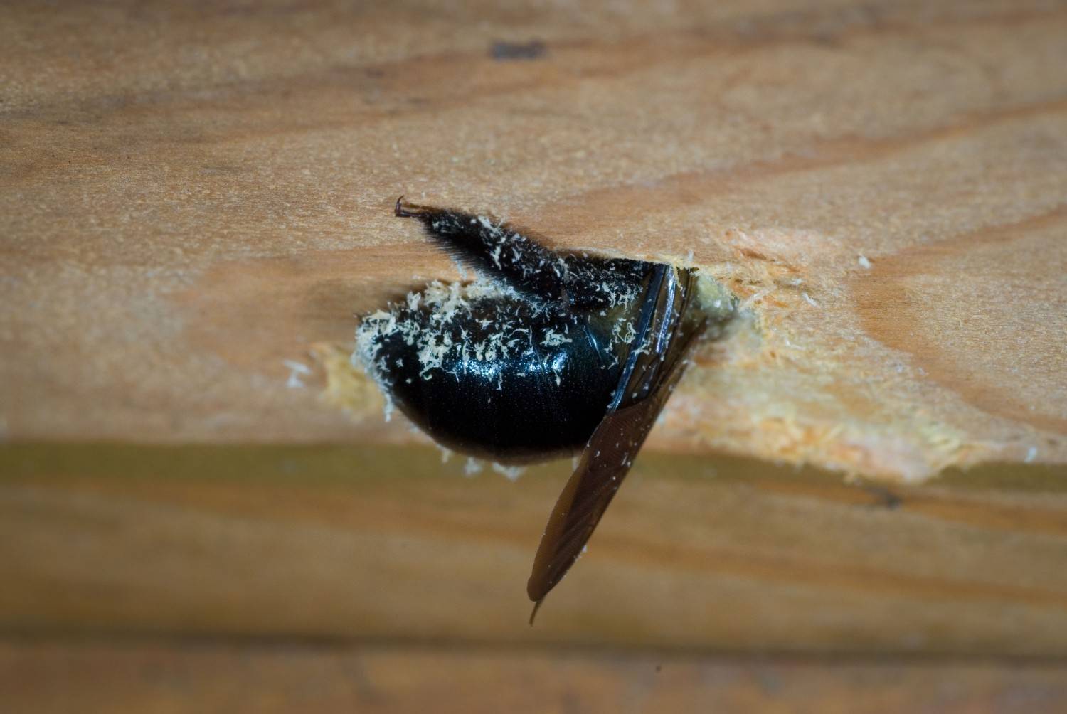 Female carpenter bee chewing into wood
