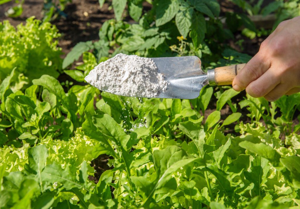 Diatomaceous earth powder for non-toxic organic insect repellent in vegetable garden
