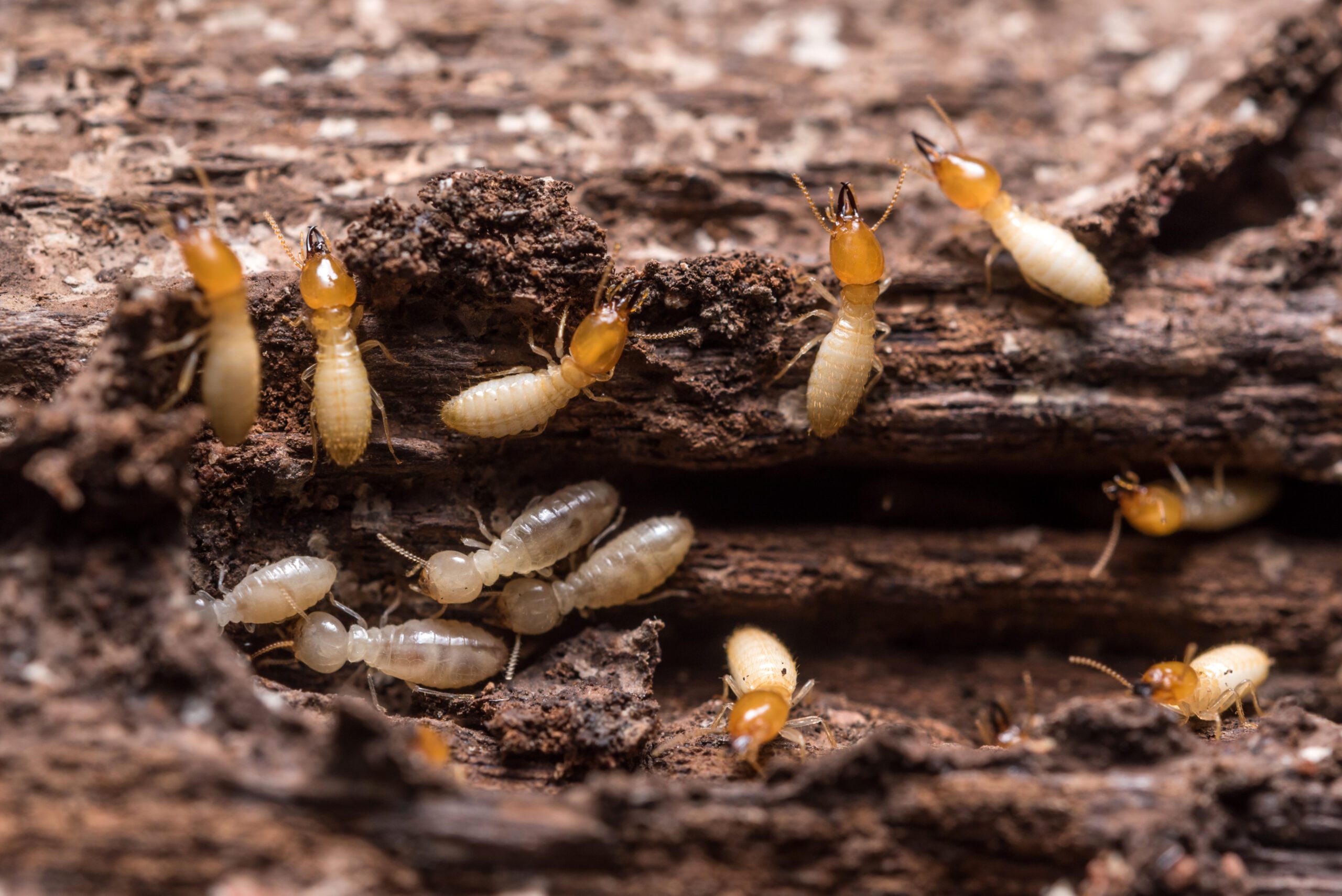termites close up on wood