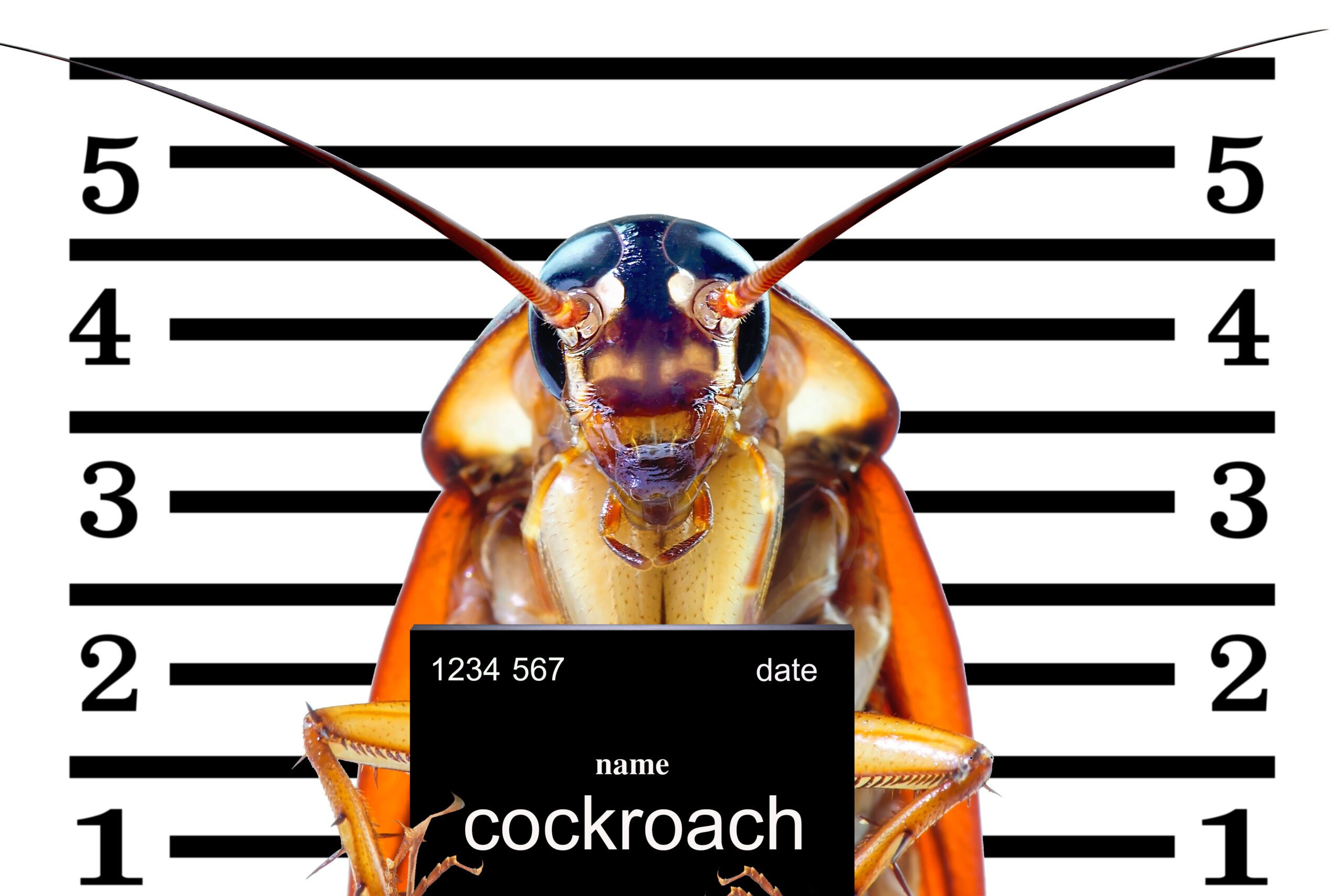Cockroach mugshot