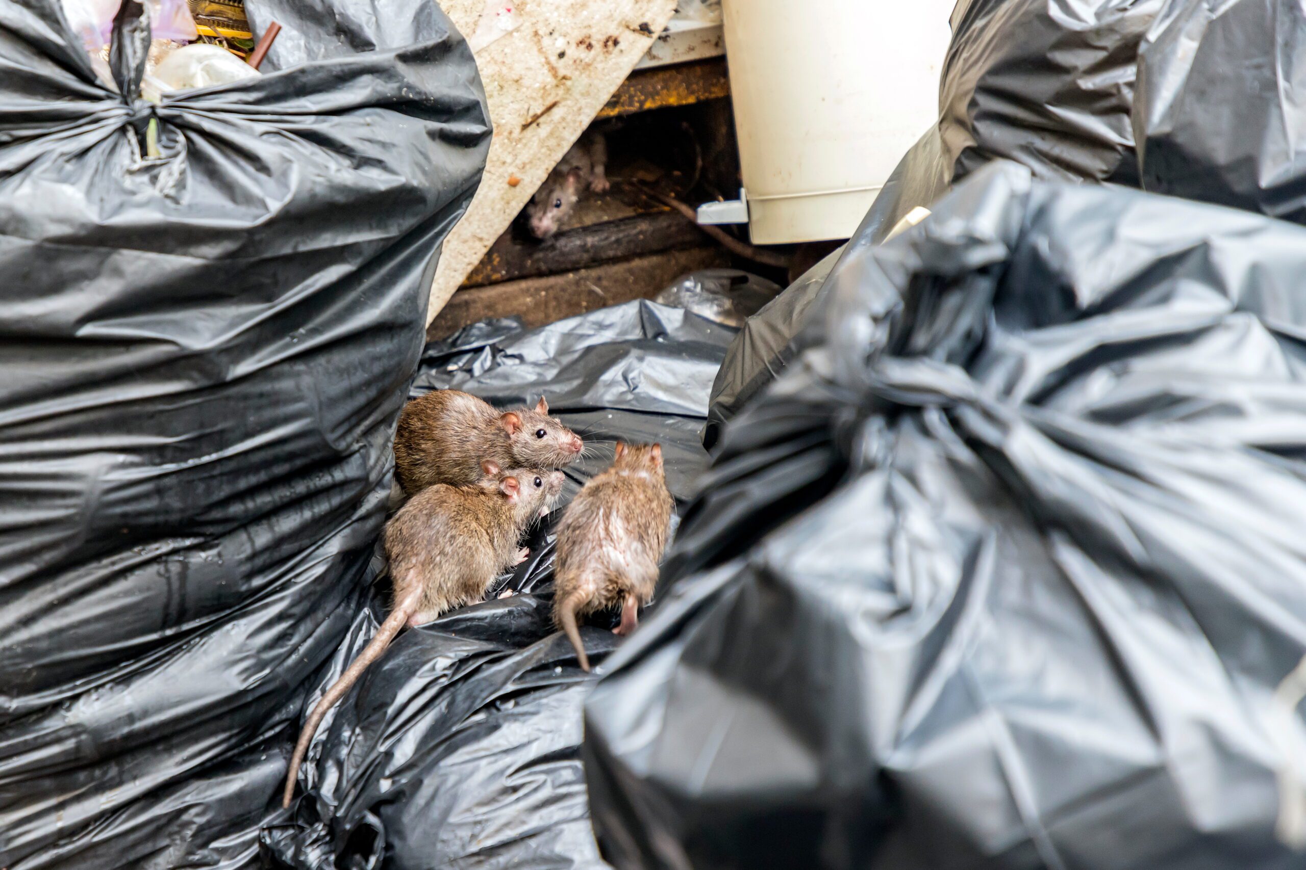 Mice in the garbage