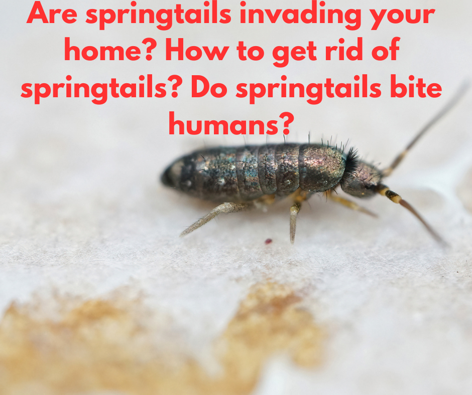 Are springtails invading your home? How to get rid of springtails? Do springtails bite humans?