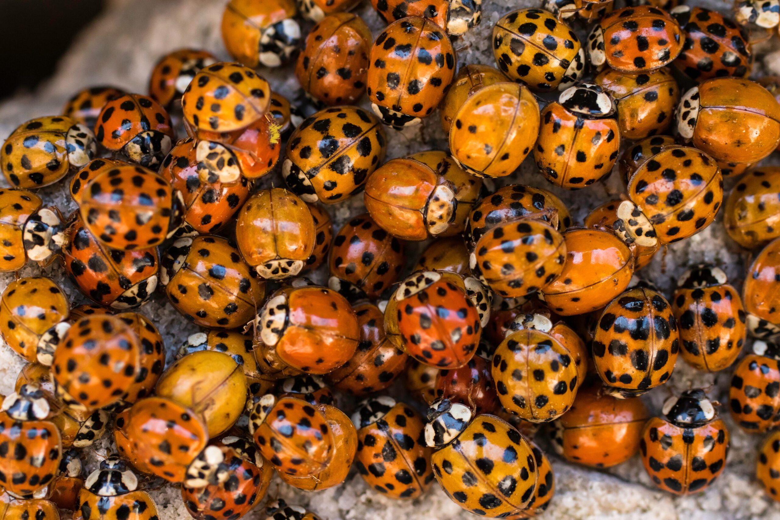 Ladybug infestation