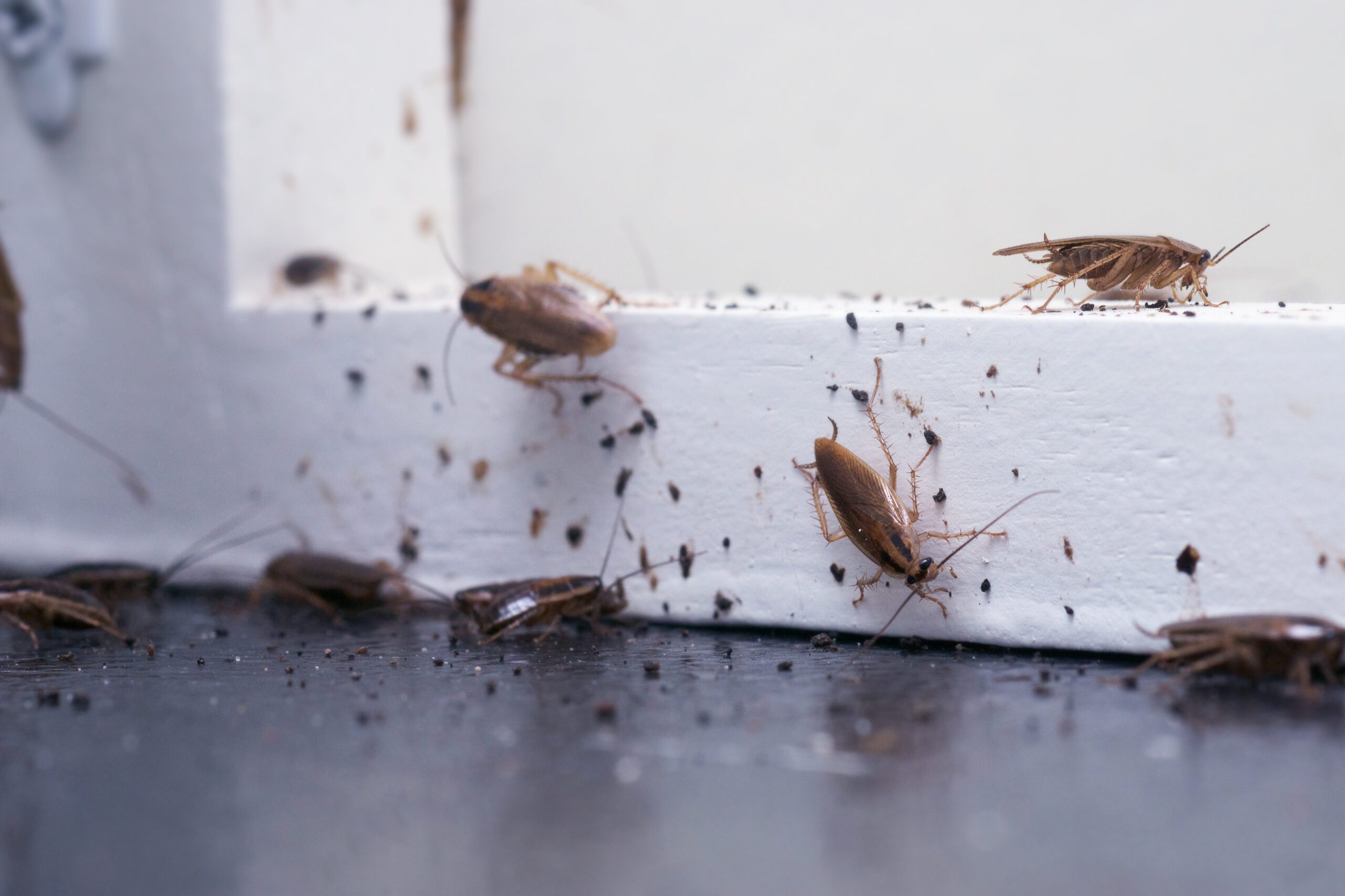German cockroaches on a white wooden shelf.
