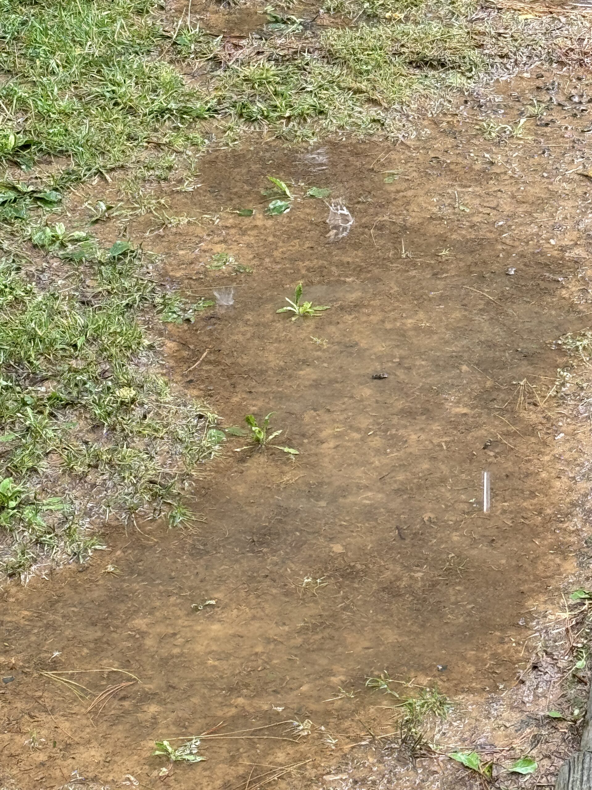Why Do I Have Ants in My House After It Rains?