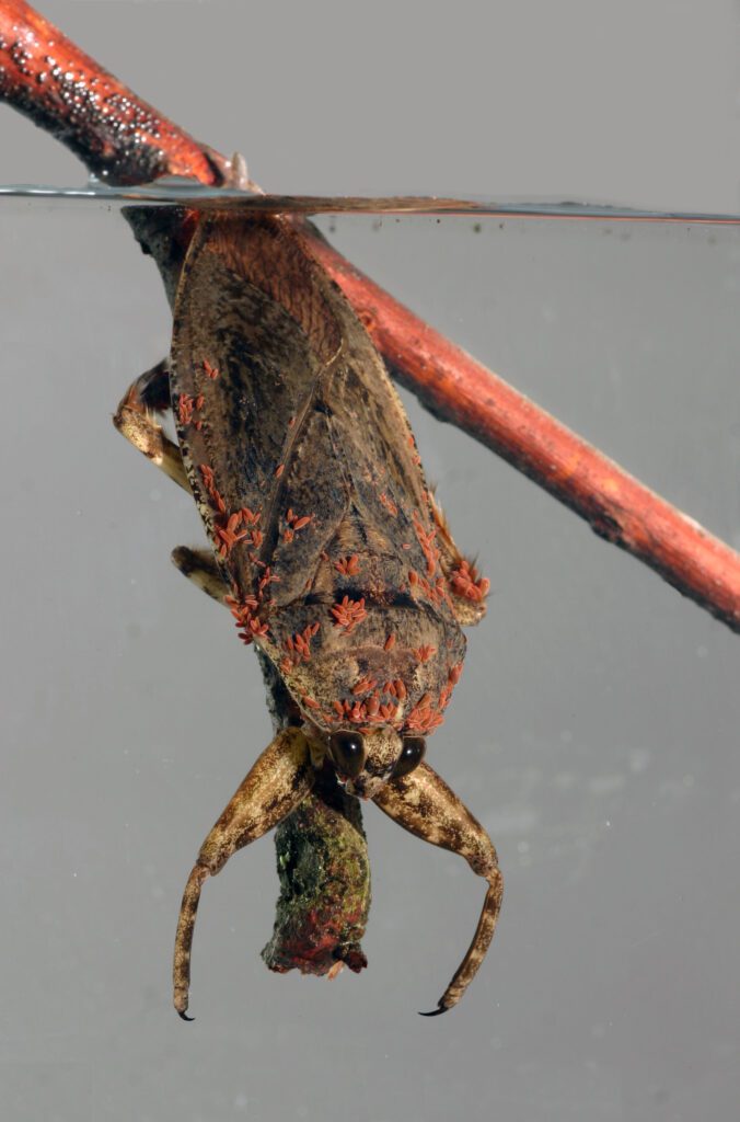 best pest control for cockroaches,waterbug pest control