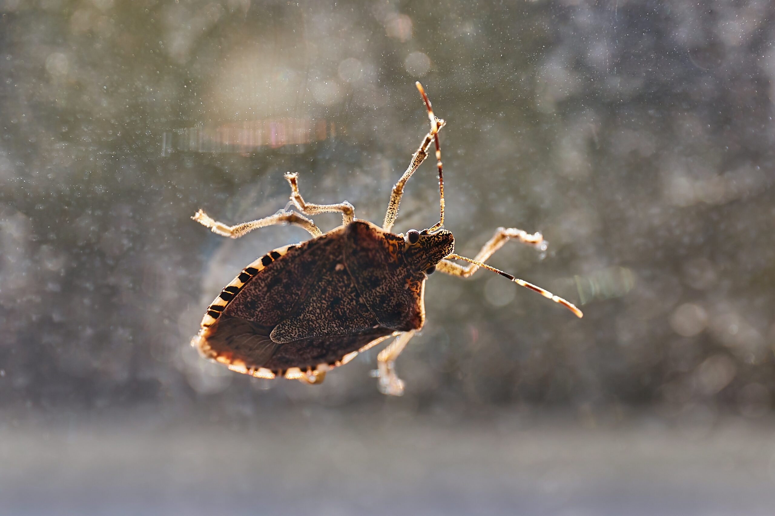 Signs of a Stink Bug Infestation and When to Call the Experts
