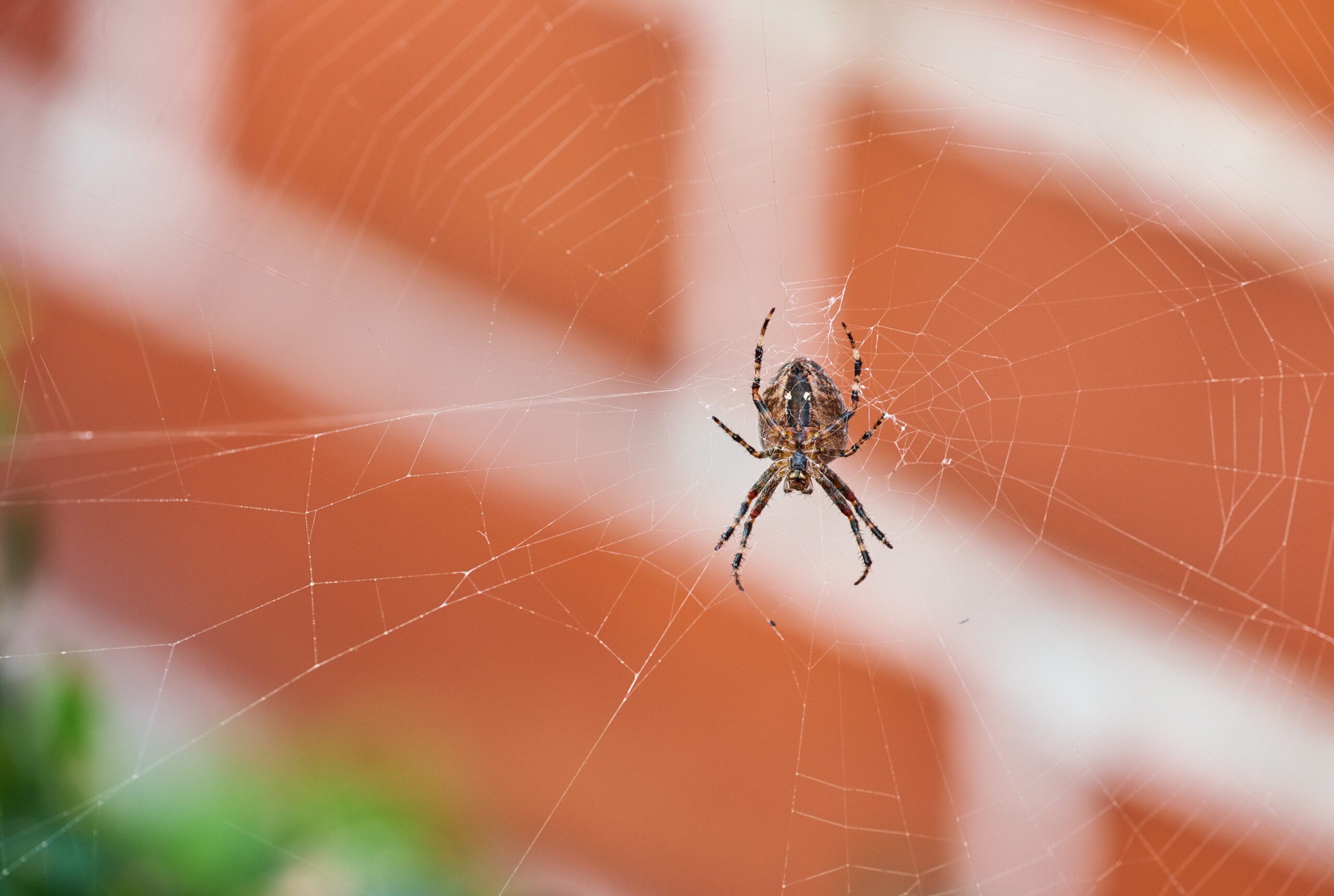 Orb weaver in a web is a common beneficial spider
