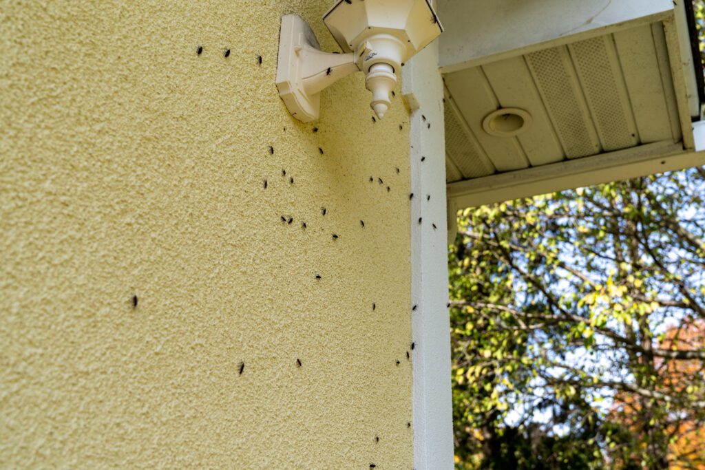 boxelder bugs infestation on the side of a house in the fall