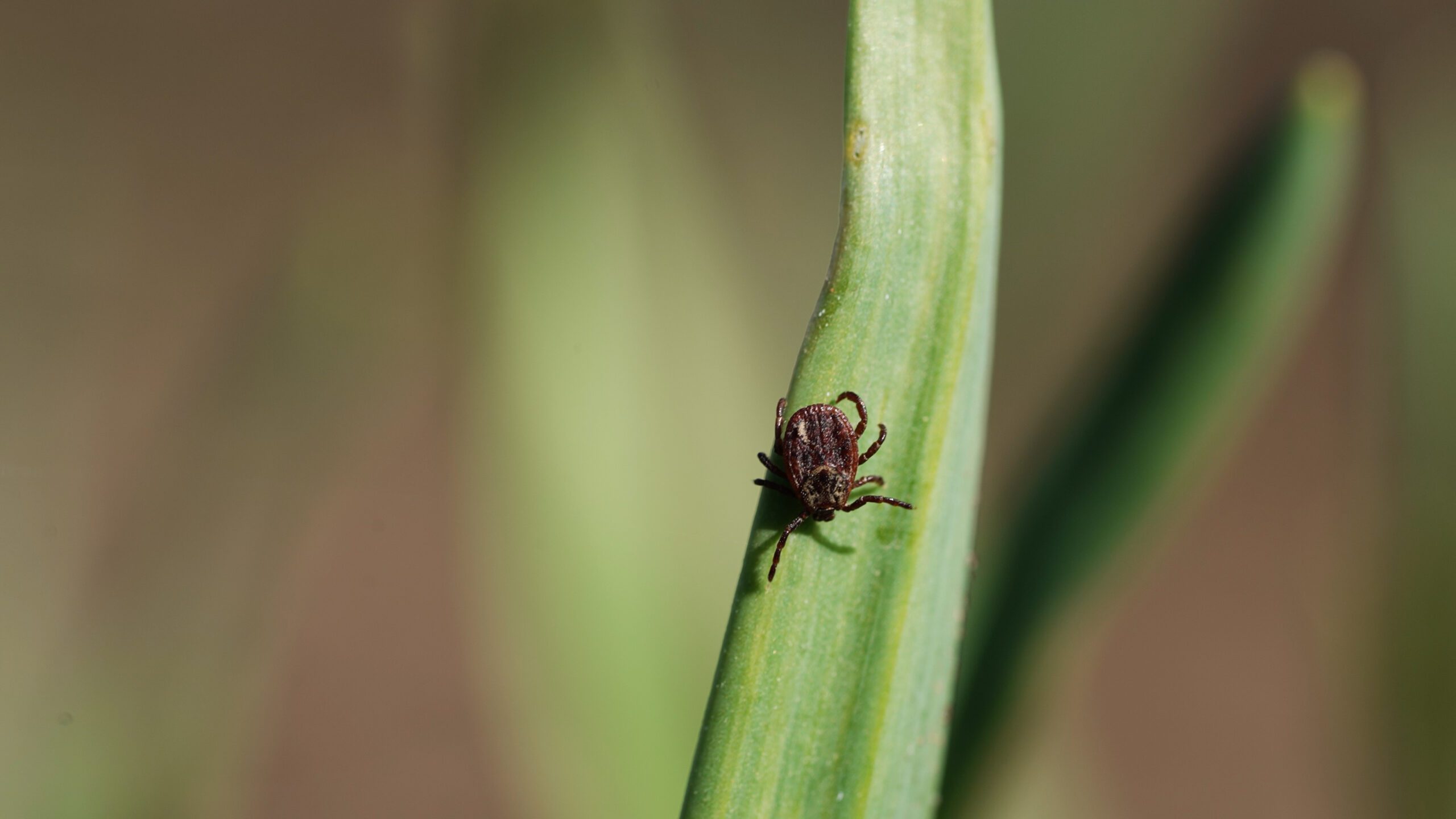 A tick on a leaf