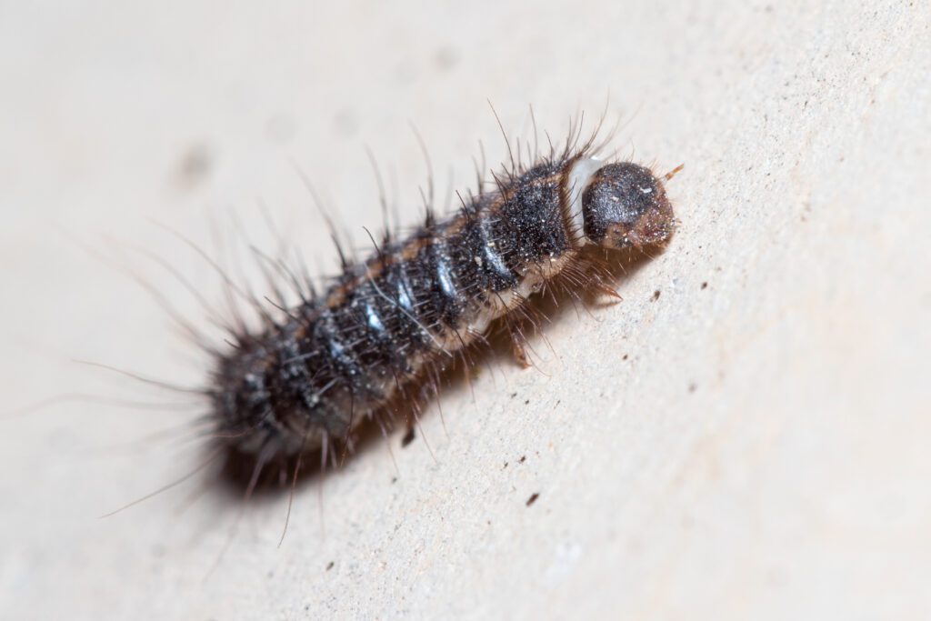 a picture of a capet beetle larvae