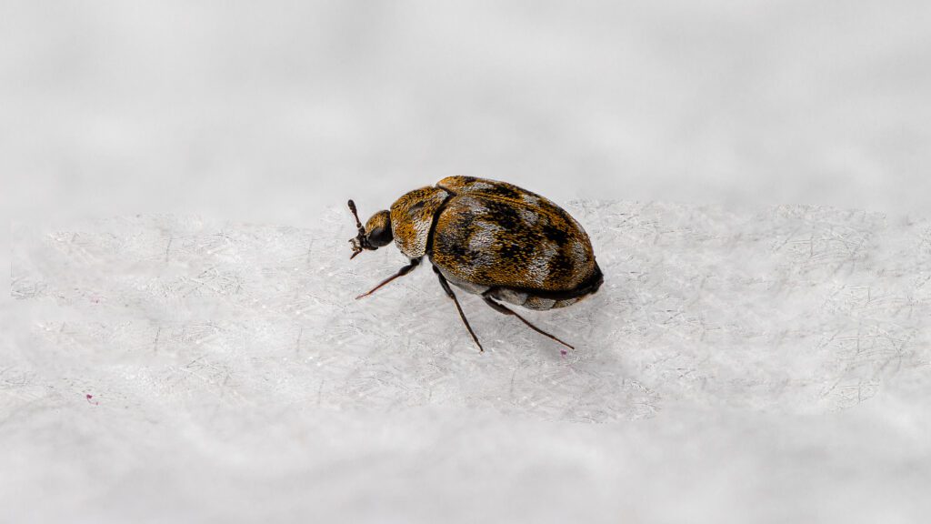 A close up picture of a carpet beetle on a white background
