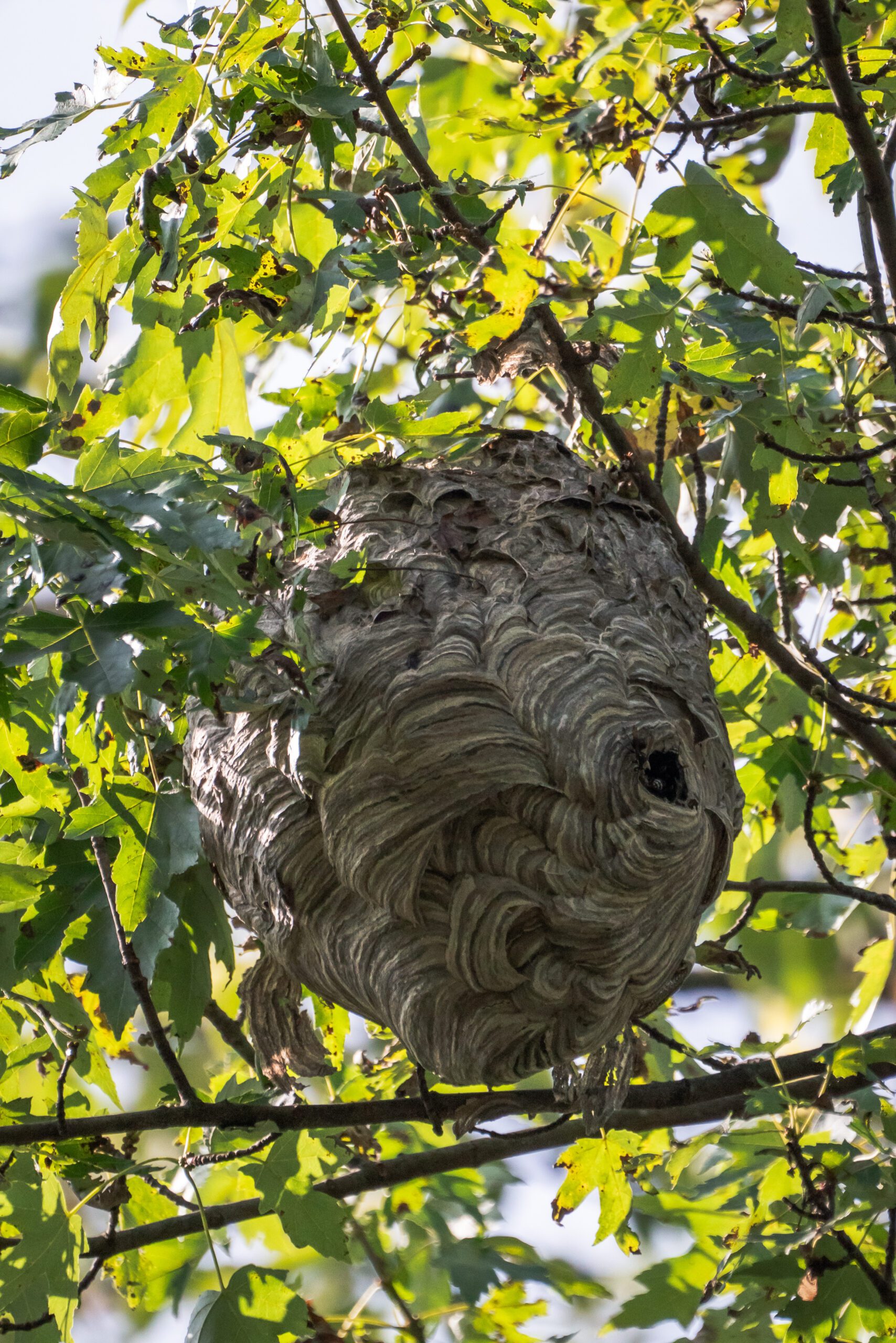 A close up photograph looking up at a large grey colored bald-faced hornet nest hanging in the branches and green leaves above a tree