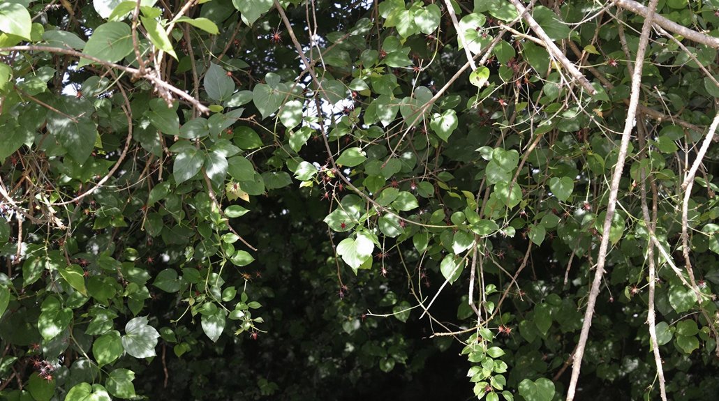 effective tick management services begin with treatment of foliage around your home by a tick exterminator 