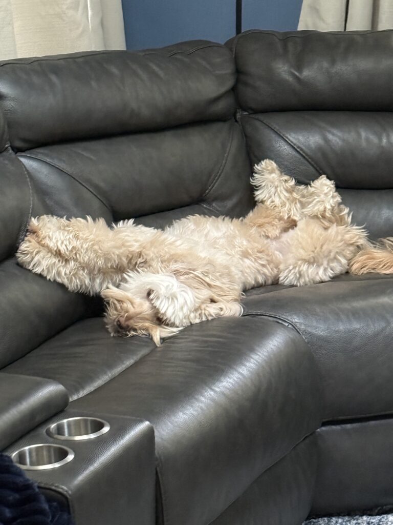 harper dog on couch pest control office virginia 