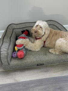 Dog in local pest control company office
