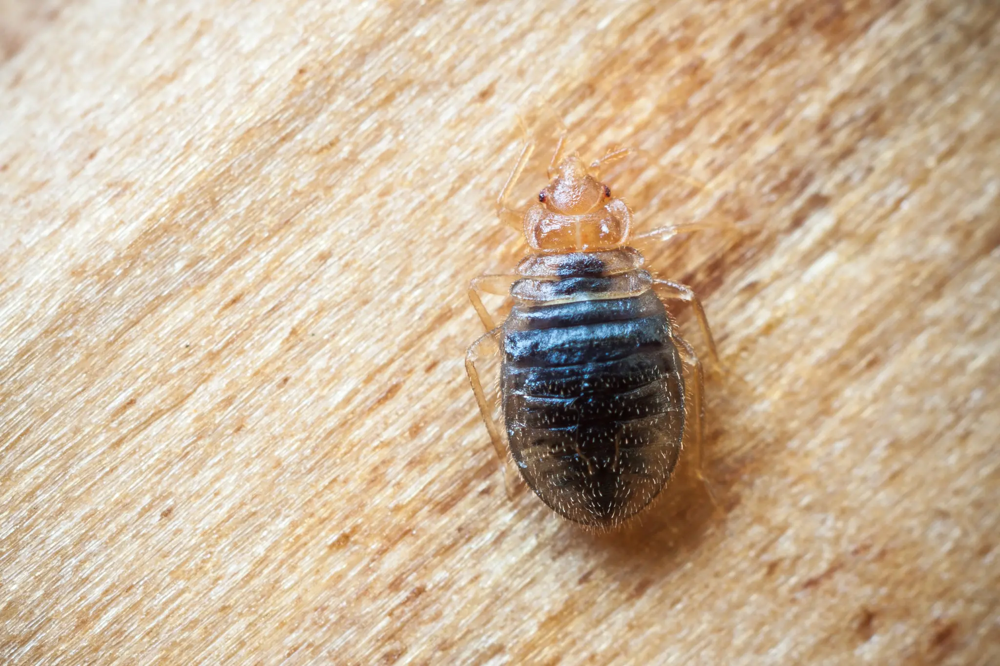 Knowledge Is Your Best Defense Against Bed Bugs This Summer